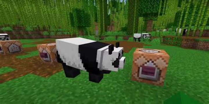 How do you tame pandas in minecraft