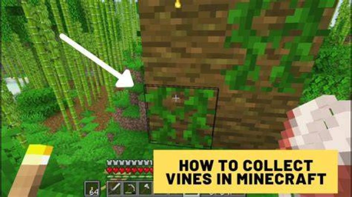 How to collect cave vines in minecraft