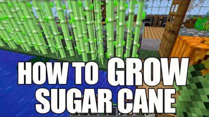How to grow sugar cane minecraft pe