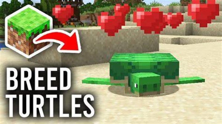 How to make turtles mate in minecraft