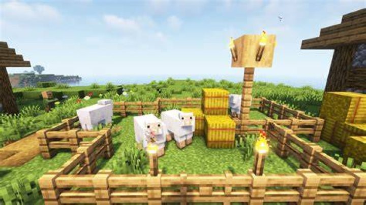 What can you feed sheep in minecraft