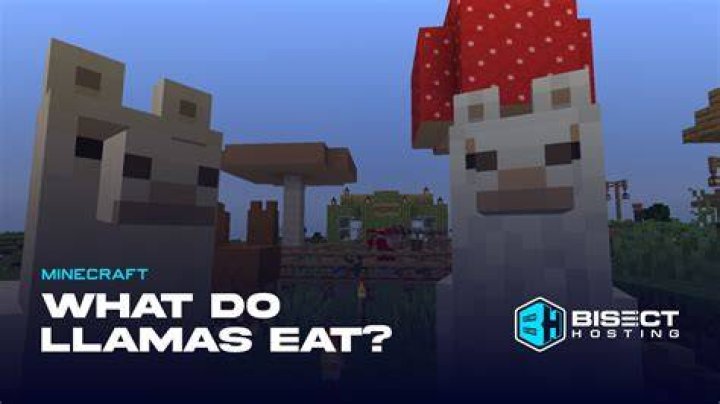 What do the llamas eat in minecraft