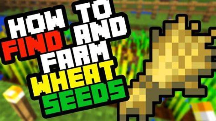 Where do you find wheat in minecraft